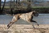DOGUE ALLEMAND 184